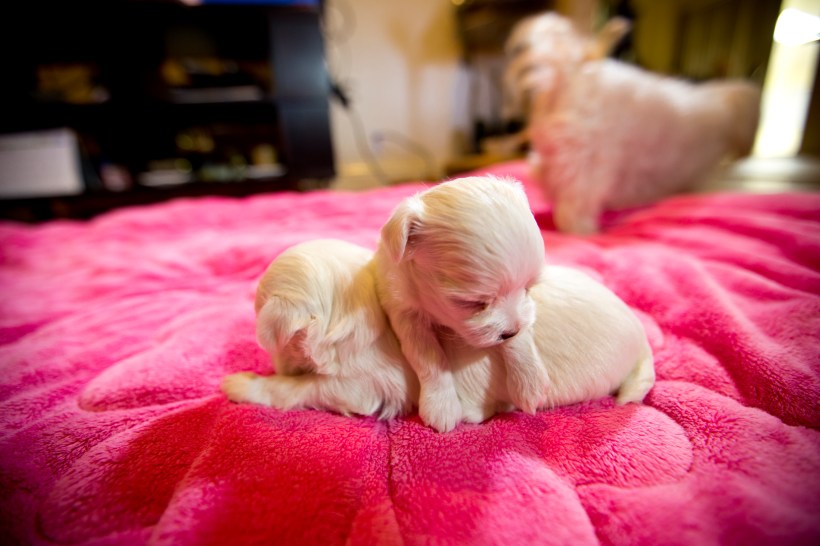Puppies_10