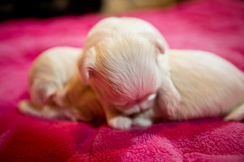 Puppies_11