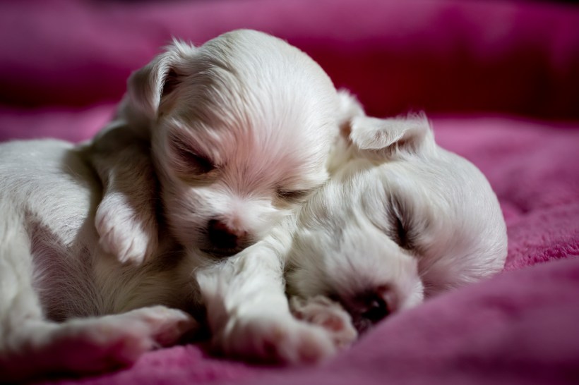 Puppies_20