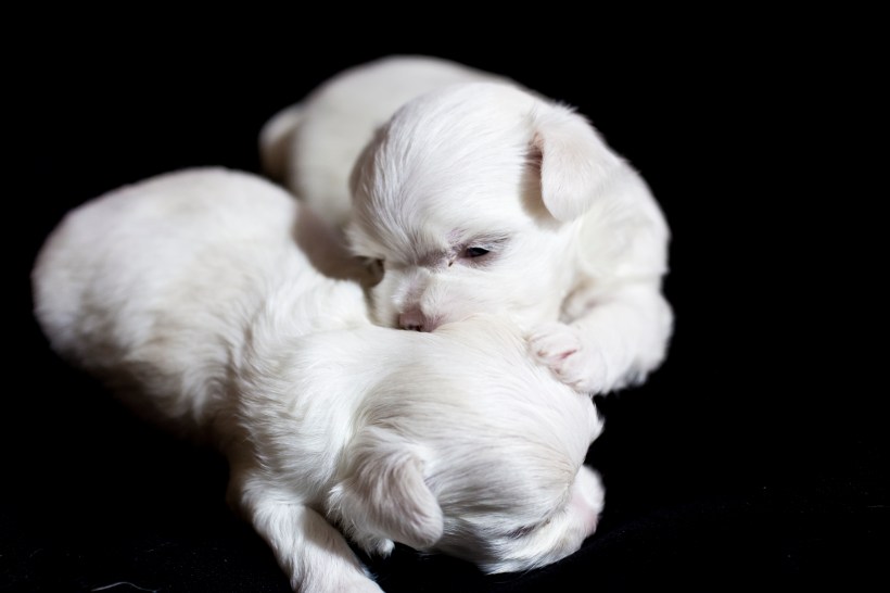 Puppies_23