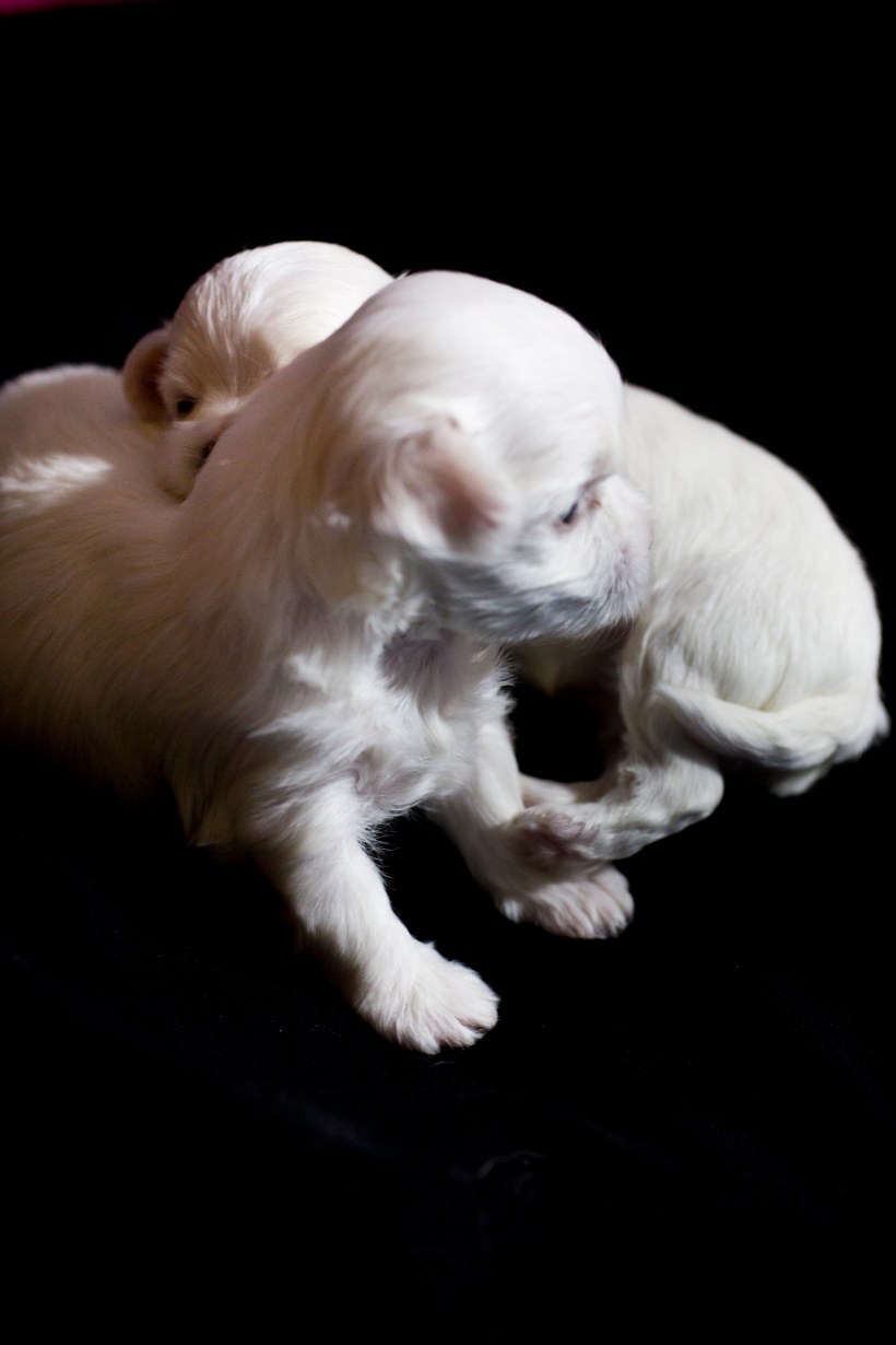 Puppies_26