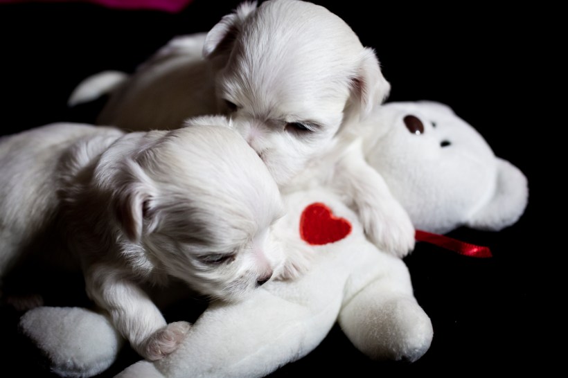 Puppies_28