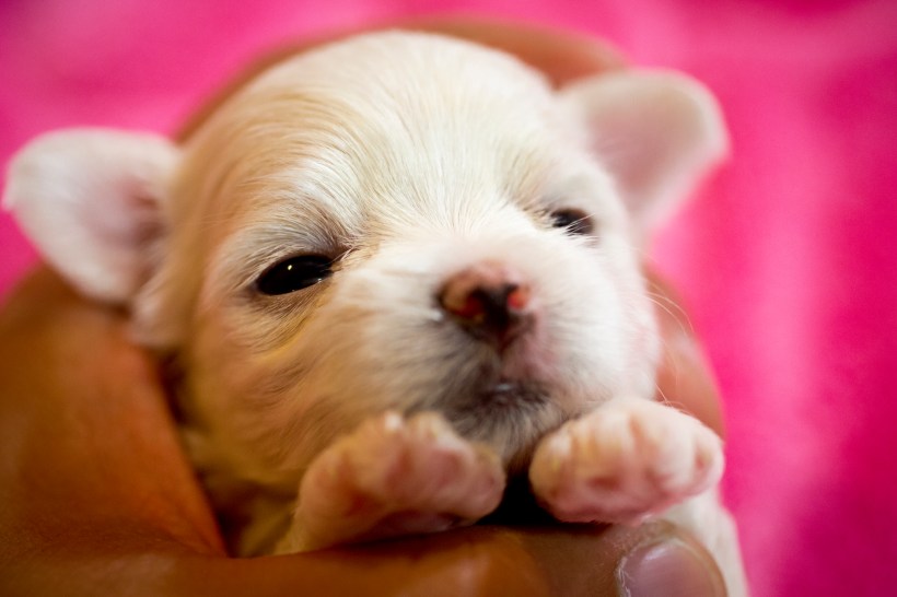 Puppies_9